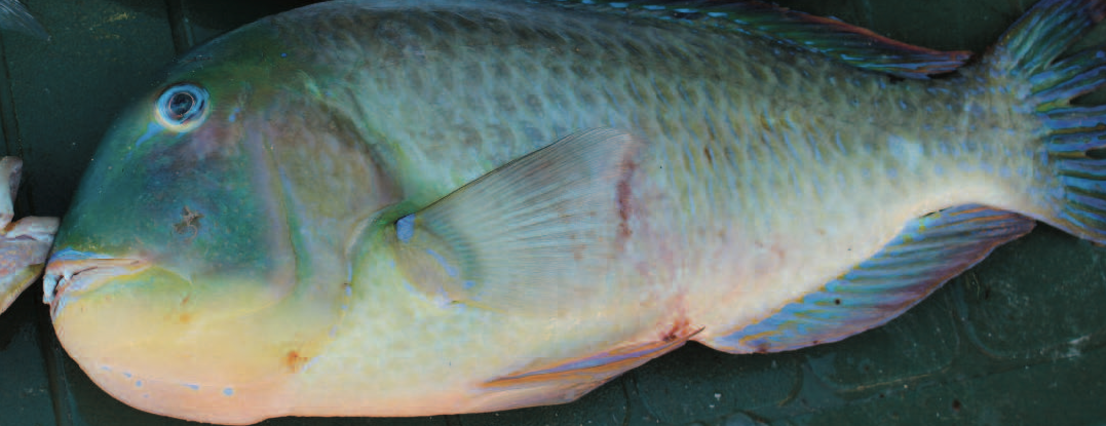 2016 bluebone full.png
