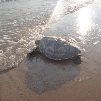 2015 turtle chelonia.png