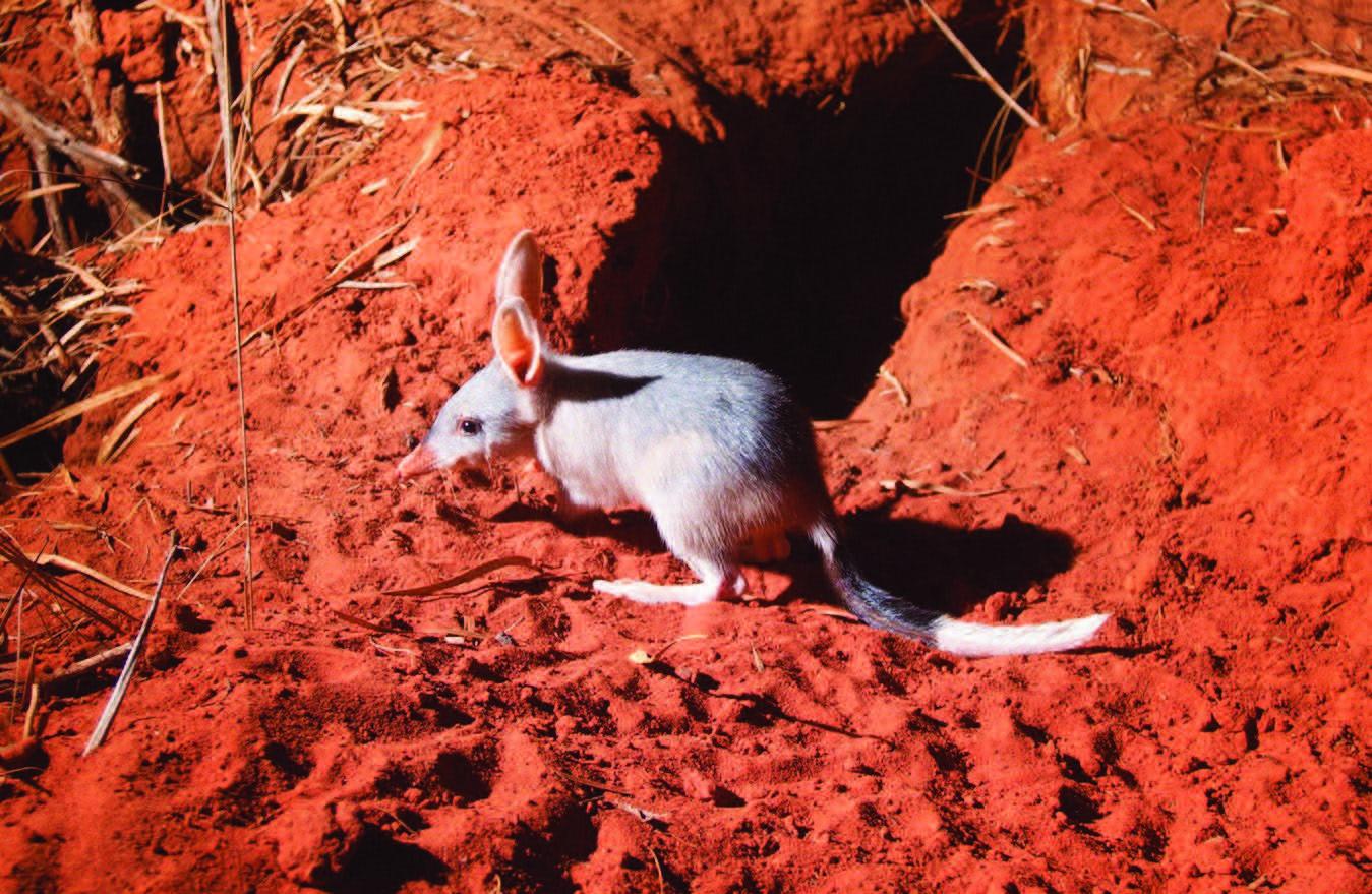 2020 the+bilby+FINAL.jpg