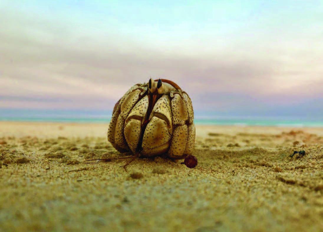 2019 lifes+a+beach.jpg
