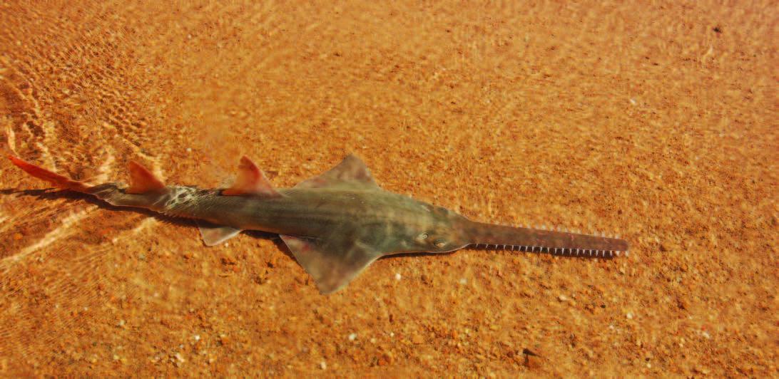 2019 sawfish.jpg