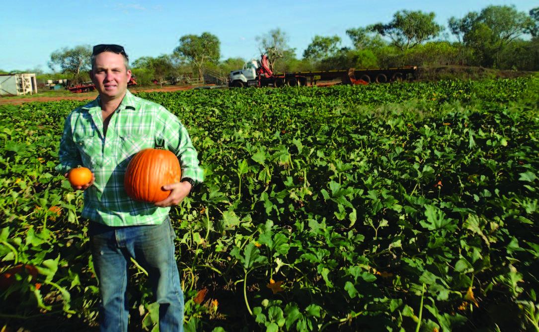2017 pumpkinsFULL.jpg